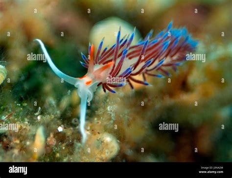 Nudibranquio tricolor fotografías e imágenes de alta resolución Alamy