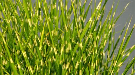 Plantas Perennes Para Cultivar Si Vives En Colorado