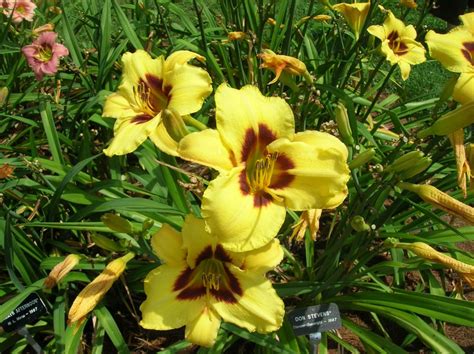 How To Grow Daylily Growing Adn Caring For Daylilies