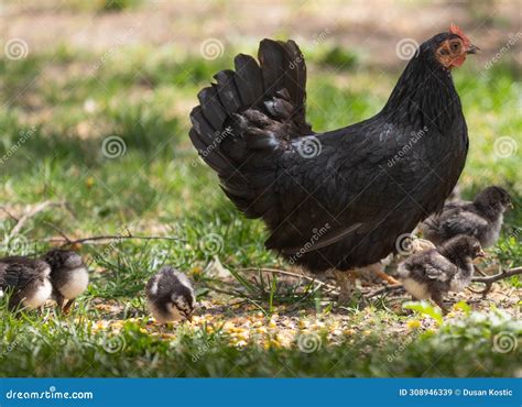 A Hen A Brood Hen With Chickens Stock Image Image Of Rural Clucking