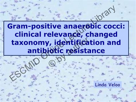 Gram Positive Anaerobic Cocci Clinical Relevance Changed Taxonomy