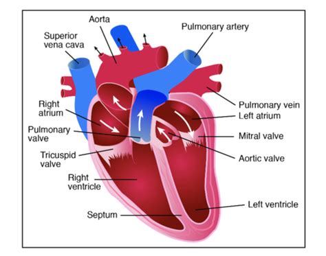 TEAS Cardiovascular System Flashcards Quizlet