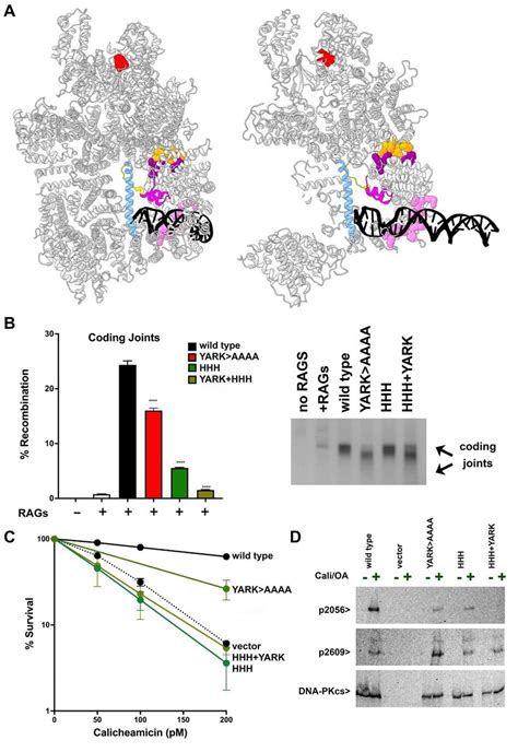 The Deb Helix And Hhh Motif Cooperate To Activate Dna Pk A Ribbon