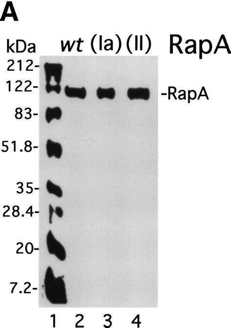 RapA A Bacterial Homolog Of SWI2 SNF2 Stimulates RNA Polymerase