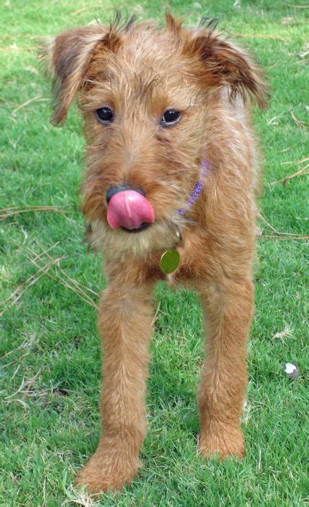 Macksie The Irish Terrier Puppies Daily Puppy