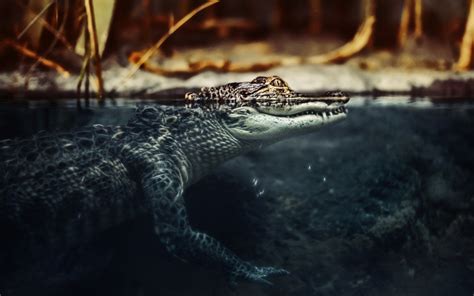 Crocodile Water Nature wallpaper | 1680x1050 | #12354