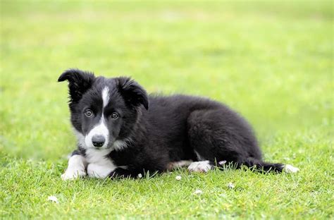 Border Collie Saiba Tudo Sobre A Ra A