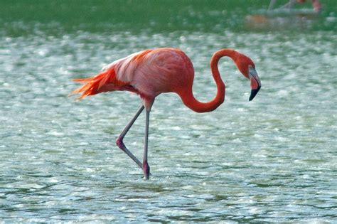 Greater Flamingo Phoenicopterus Roseus Greater Flamingo Flamingo