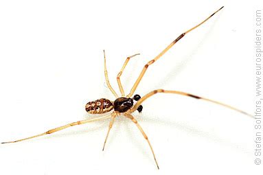 Latrodectus geometricus photos and info