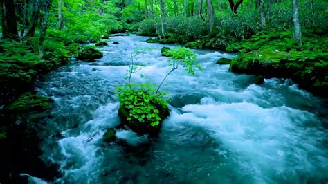 Forest River Flowing In Early Morning 4k Relaxing River Sounds White