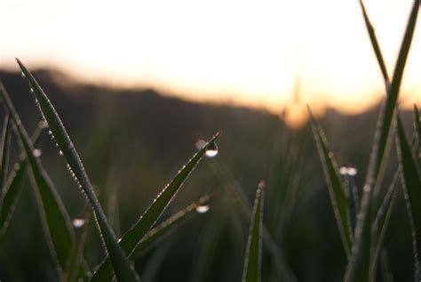 3840x2571 Dew Dewdrops Grass Morning Water 4k Wallpaper