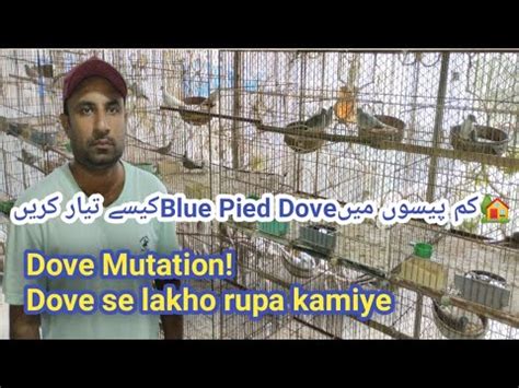 Pied Dove Lovers How To Produce Blue Pied Dove Dove Mutation Diamond