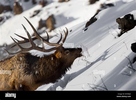 Bull Elk Shadow Bull Elk Grazing In Winter January 2014 Stock Photo