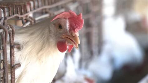 Bird Flu China Confirms First Death From Common Avian Influenza H3n8