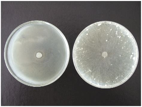 Inhibition Of R Solani Mycelial Growth Test On Pda Incorporated With