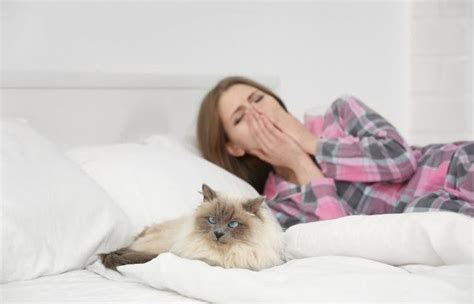 Is the Balinese Cat Hypoallergenic? Advice for Allergy-Suffering Families