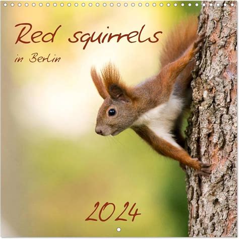 Red Squirrel Calendar 2024 Betta Charlot