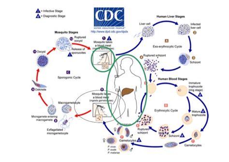 Ciclo Biológico Del Plasmodium