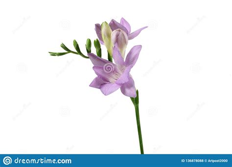 Flor Delicada De La Fresia De La Lila En El Fondo Blanco Foto De