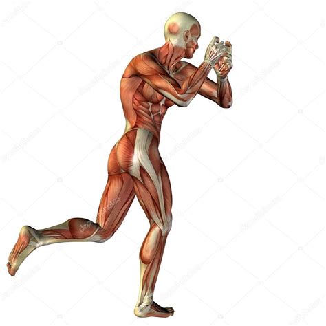 Man With Muscles For Anatomy Designs Stock Photo Design36 100540456