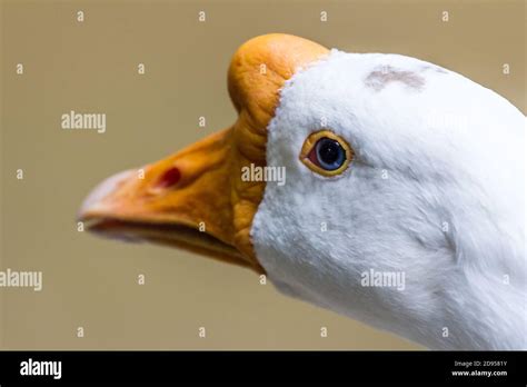 White goose head close up Stock Photo - Alamy