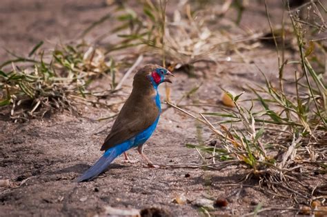 3 Days Masai Mara Mid Range Luxury