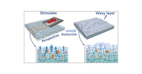 Multi Stimulus Response Behavior Of Biomimetic Autocrine Waxy Materials