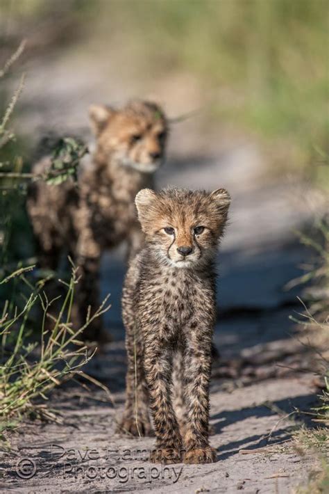 Cheetah cubs at Chitabe | Africa wildlife, African wildlife photography, African wildlife