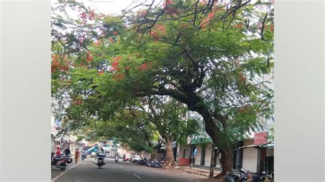 More on tree spacing and tree planting - Star of Mysore