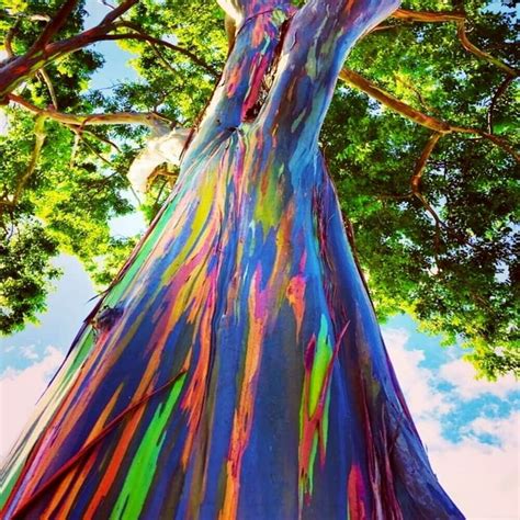 50 Rainbow Eucalyptus Deglupta Tree Seeds Fast Tropical Indonesian Mindanao Gum