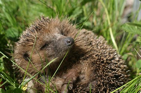 The Ultimate Hedgehog Teeth Care Guide