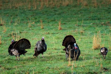 Can You Raise Turkeys With Chickens