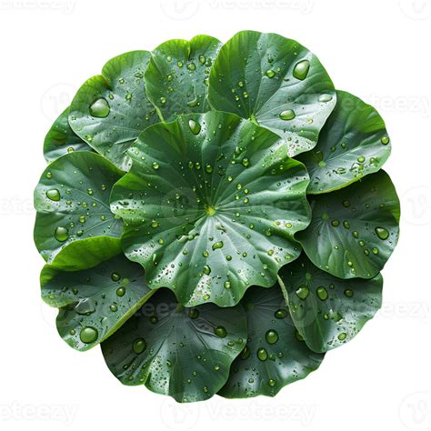 Lotus Leaf Green Swamp Water Lotus Leaf Isolated Green Lotus Leaf Top