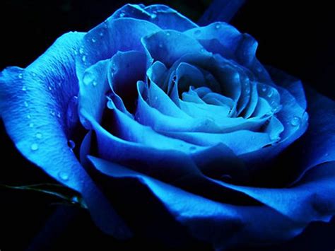 Blue Rose Wallpapers For Desktop