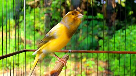 Kenari Gacor Ngerol Panjang Suara Masteran Burung Kenari Biar Gacor