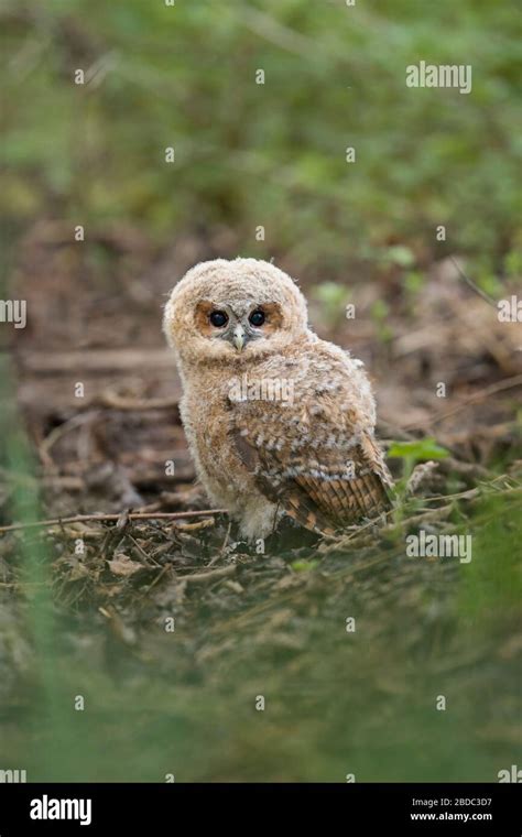 Chouette hulotte Strix Aluco enr jeune poussin phalène a quitté