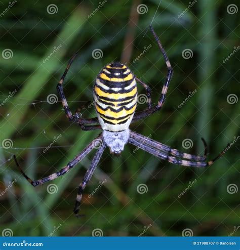Wasp spider stock image. Image of park, nature, wasp - 21988707