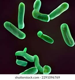 Microscopic Bacteria Legionella Pneumophila Illustration Stock Photo