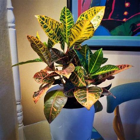 14 Amazing Orange Houseplants You Can Grow