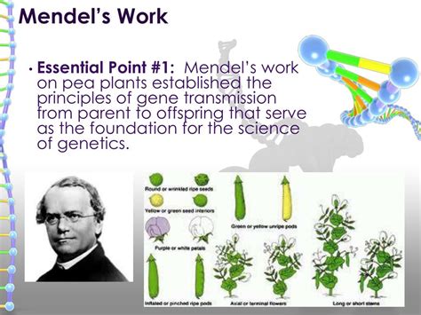 PPT Chapter 1 2 Genetics Progressed From Mendel To DNA In Less Than