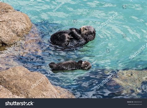 A Wild Mother Southern Sea Otter Enhydra Lutris And Her 1 Day Old