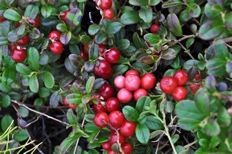 How to Grow Cranberries | Gardener’s Path