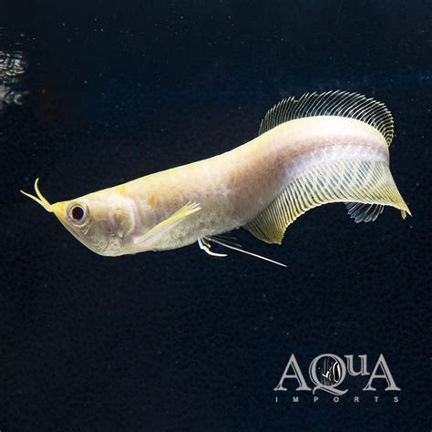 Albino Silver Arowana Osteoglossum Bicirrhosum Albino Aqua Imports