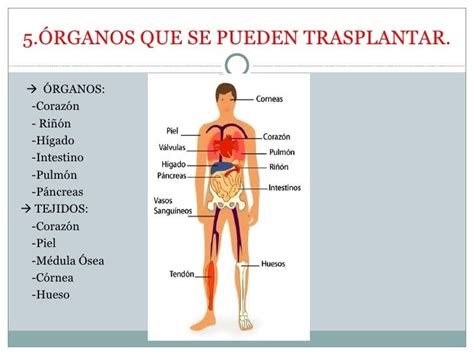 Trasplante De Órganos Que órganos o tejidos se pueden trasplantar