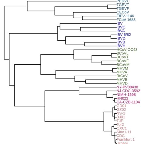 Phylogenetic Tree Of The Hrvs And Hev Cs Constructed By Fegs