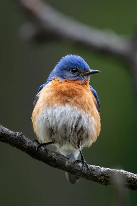 How To Attract Bluebirds To Your Garden: 8 Proven Methods