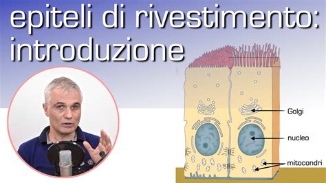 Epiteli Di Rivestimento Introduzione YouTube