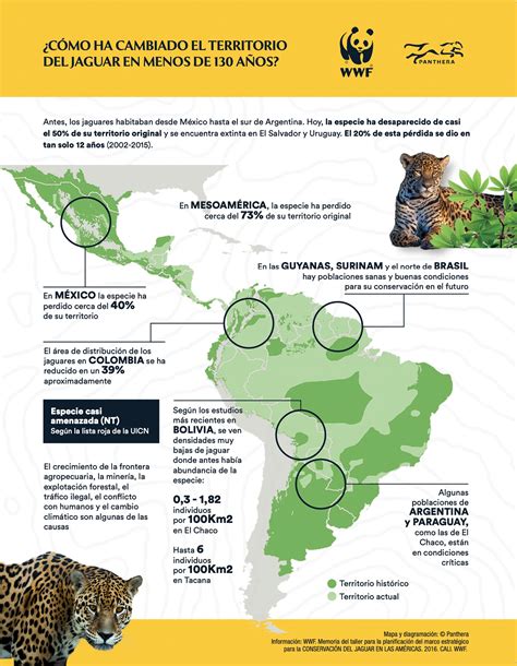 Hoy Celebramos El D A Internacional Del Jaguar Una Especie