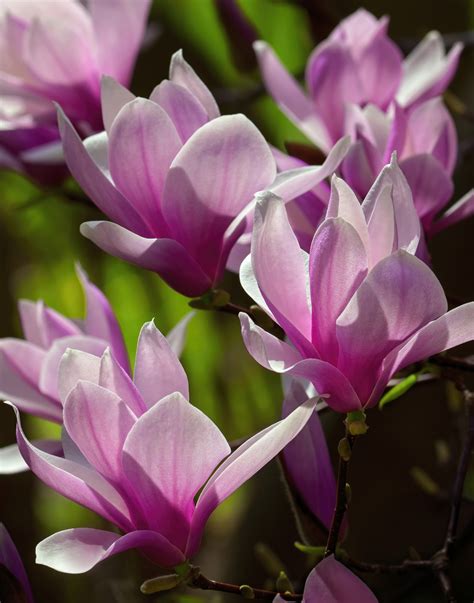 Free Images Magnolia Flower White Petal Botany Terrestrial Plant