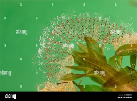 Pond Snail Eggs Stock Photo, Royalty Free Image: 24110119 - Alamy